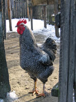 Formax Scratch Grain